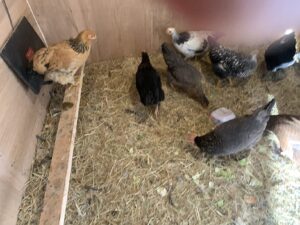Cozy Products Cozy Legs flat panel heater mounted on a chicken coop wall for gentle radiant warmth