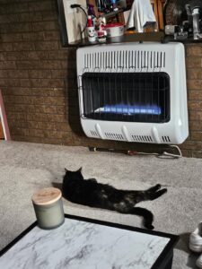 Mr. Heater F299731 wall-mounted natural gas heater heating carpeted room with cat nearby